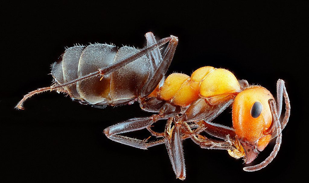 Ant Control service in Lansing, MI