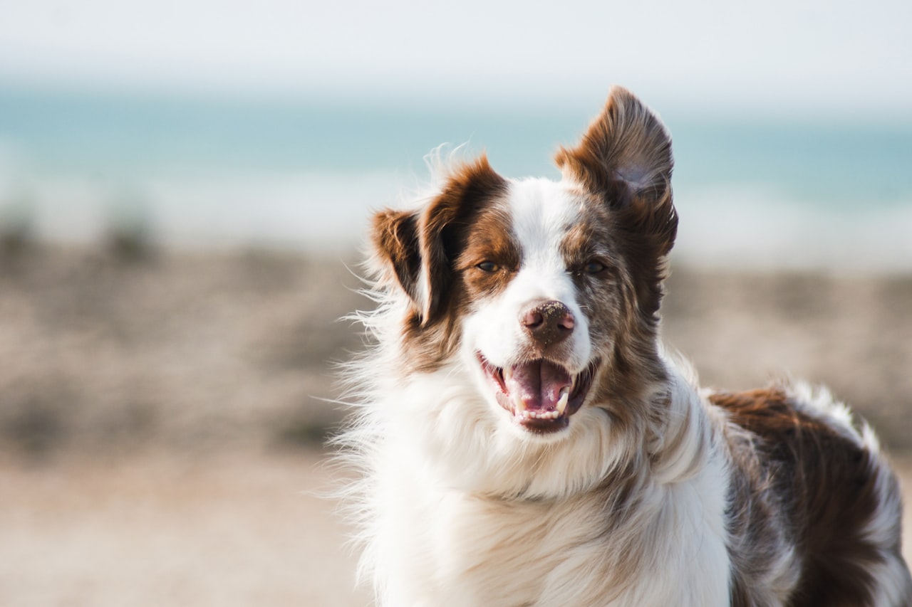 Flea & Tick Control service in Lansing, MI