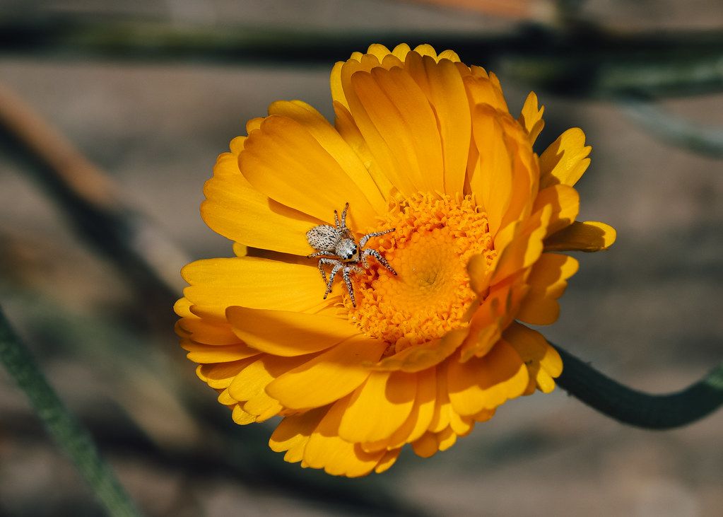 Spider Control service in Lansing, MI